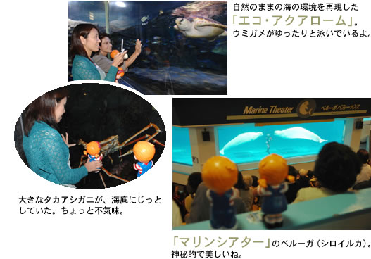 �G�R�E�A�N�A���[��