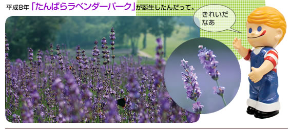 たんばらラべンダーパーク