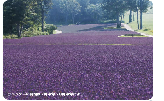 たんばらラべンダーパーク