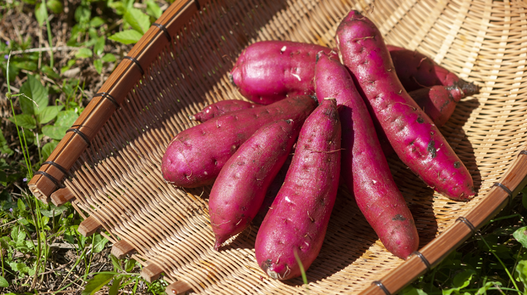 収穫時の紅はるか