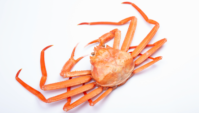 ���`�s�̓J�j�̐��g���ʓ��{��I