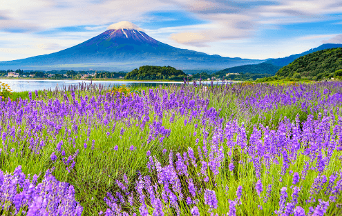 ��Ό����̃��x���_�[