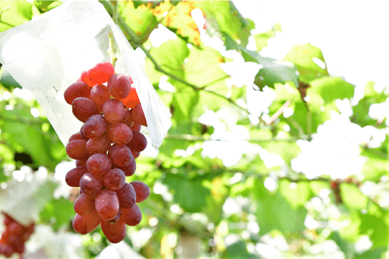 ��Ό����̃��x���_�[