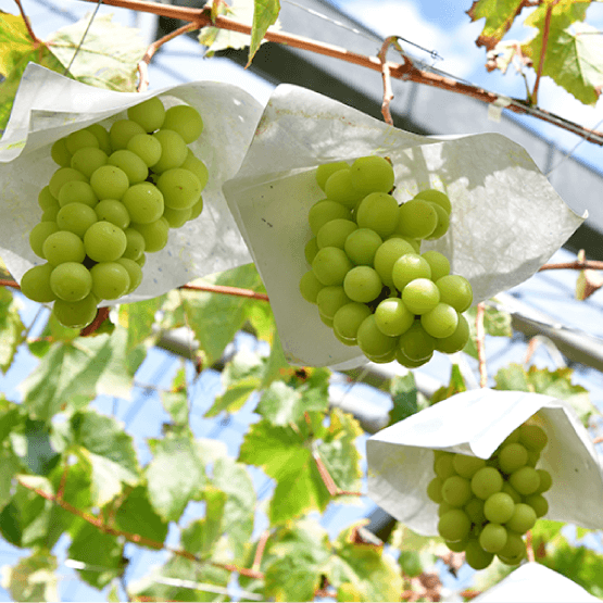 �X���C�_�[04