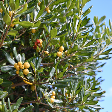 �X���C�_�[05